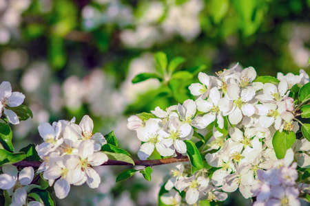 flowering branch on nature in the park background