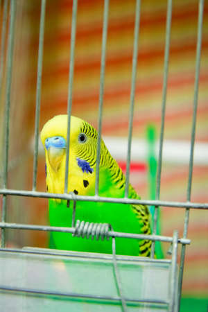 Happy parrot in a cage in nature in the parkの写真素材