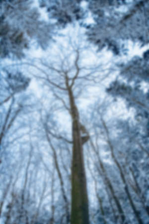 beautiful park forest in winter snowfall in the parkの写真素材