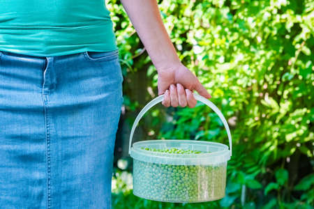 Green peas in hands on nature in garden backgroundの写真素材