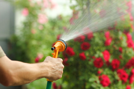 hand hose watering flowers garden roseの写真素材