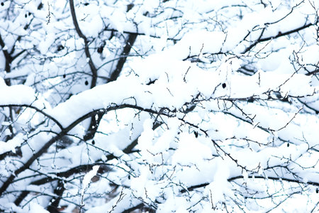 Tree covered with snow in the park on nature backgroundの写真素材
