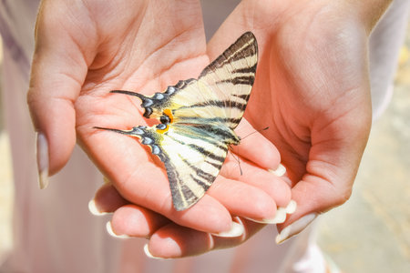 Butterfly in good hands outdoors in summer parkの写真素材