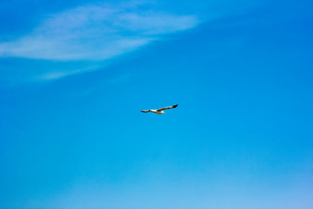 beautiful sky by the sea with seagulls nature backgroundの写真素材