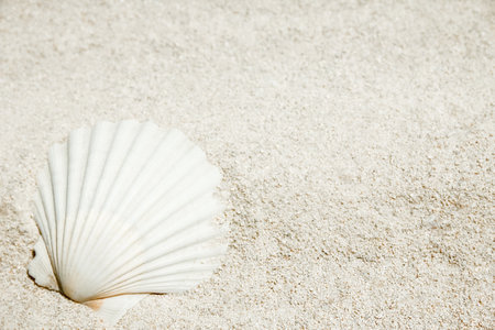 beautiful seashells by the sea on nature backgroundの写真素材