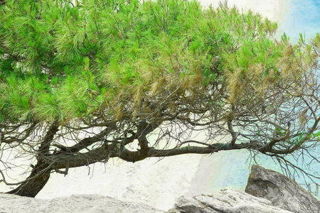 beautiful tree by the sea on nature backgroundの写真素材