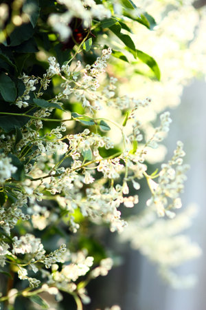 green climbing plant background summer