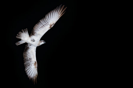 Beautiful bird kite at night on nature near the sea background