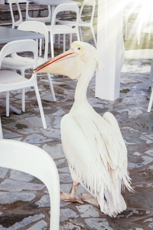beautiful pelican in a restaurant cafe on the nature by the seaの写真素材