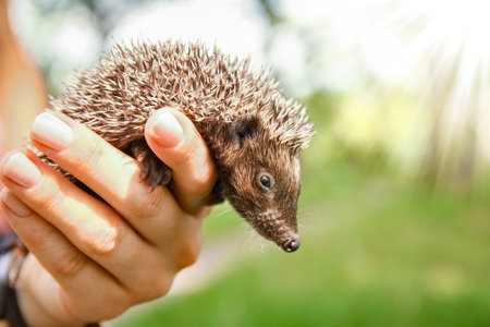 Small prickly hedgehog in the hands of green grass closeupの写真素材