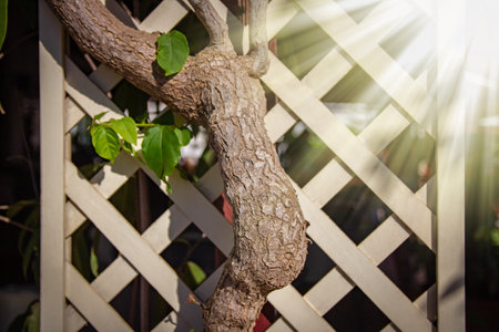 beautiful tree trunk fence on nature near the sea background