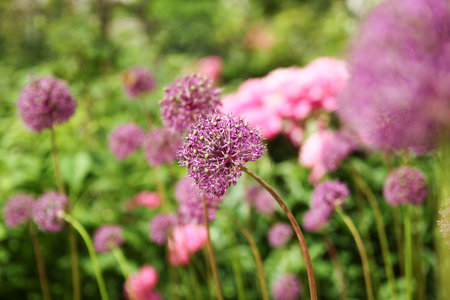 Beautiful flowers in nature in the park background