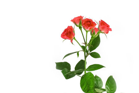 beautiful flowers roses on a white backgroundの写真素材