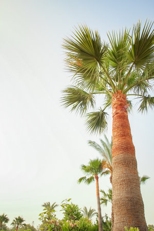 palm tree on the nature by the sea pool backgroundの写真素材