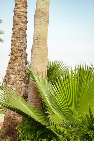 palm tree on the nature by the sea pool backgroundの写真素材