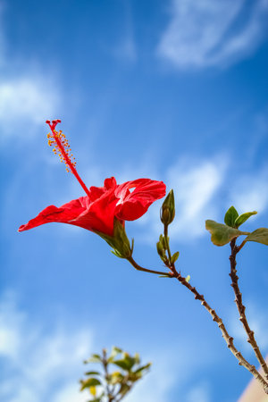 Beautiful flowers on the sea backgroundの写真素材