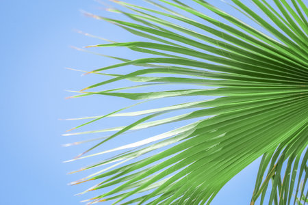 Beautifully stylish palm tree on nature shore of the sea backgroundの写真素材