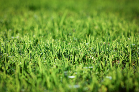 beautiful grass on nature backgroundの写真素材