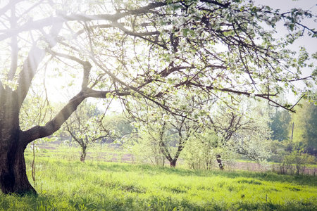 Park nature path in the meadowの写真素材