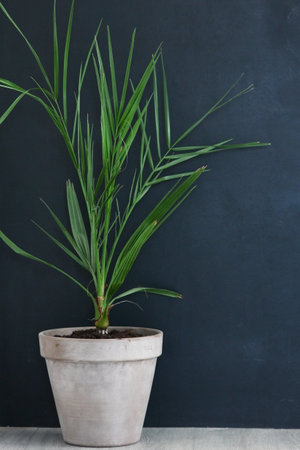 flowerpot in the house interior green home comfortの写真素材