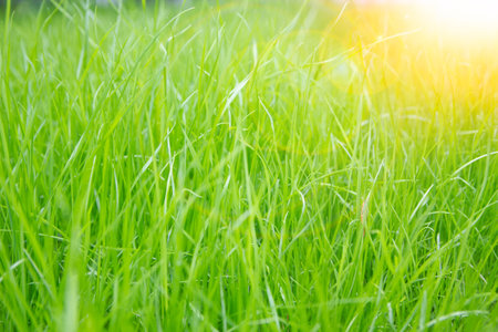 grass lawn in the park background ecoの写真素材