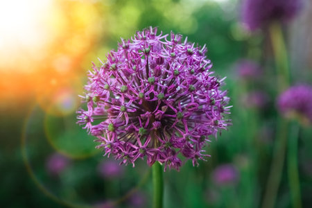 Beautiful flowers in the park on nature backgroundの写真素材