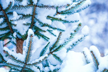 Trees in winter on nature in the park backgroundの写真素材