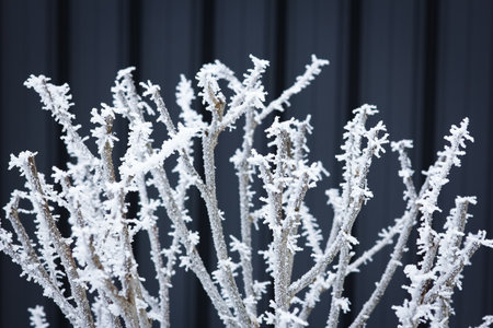 plants in the snow winter frost season Decemberの写真素材