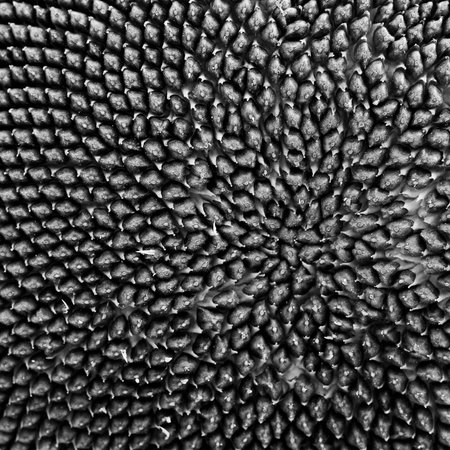 flower sunflower background seeds botanical paternの写真素材