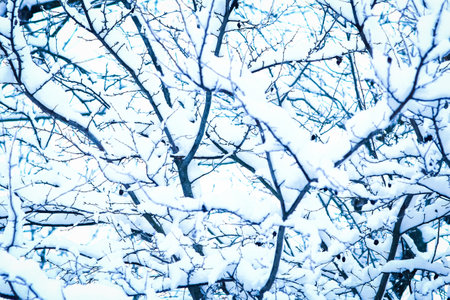 Tree covered with snow in the park on nature backgroundの写真素材