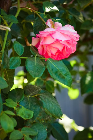 beautiful rose in a park on the nature backgroundの写真素材