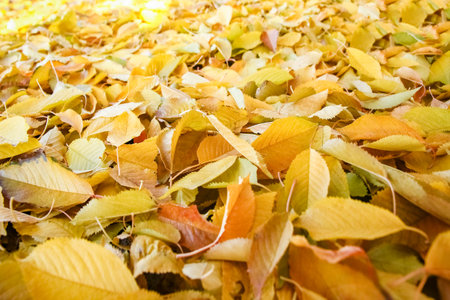 Background group autumn orange leaves. Outdoor.の写真素材