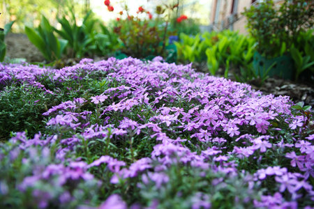 lilac flowers phlox in the gardenの写真素材