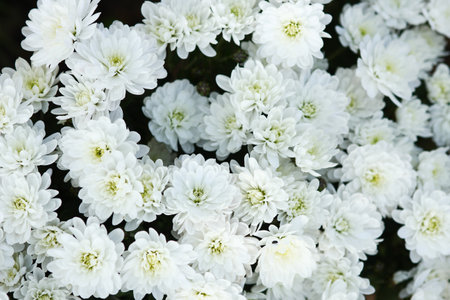 a white flowers chrysanthemums background natureの写真素材