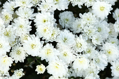 a white flowers chrysanthemums background natureの写真素材