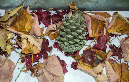 Pod, cone  or capsule on a backgroundの写真素材