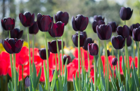 Colorful tulip flowers bloom in the spring  gardenの写真素材