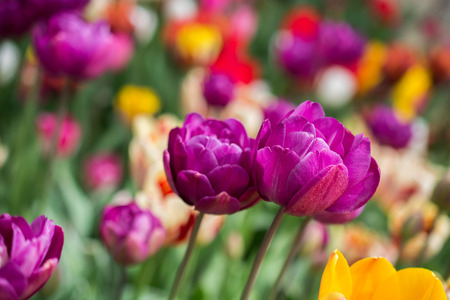 Colorful tulip flowers bloom in the spring garden