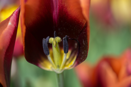 Colorful tulip flowers bloom in the spring gardenの写真素材