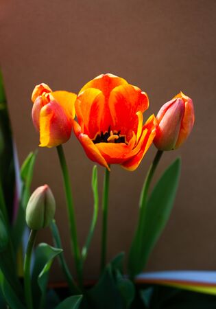 Bright colorful tulips as natural floral backgroundの写真素材