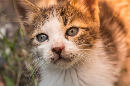 pictures of the Lovely cat as domestic animal in viewの写真素材