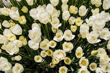 Blooming tulips  flowers in  as  floral plant  backgroundの写真素材