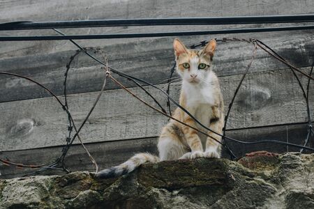 pictures of the Lovely cat as domestic animal in view