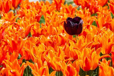 Blooming tulips  flowers in  as  floral plant  backgroundの写真素材