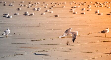 Seagulls are having a rest on a concrete ground