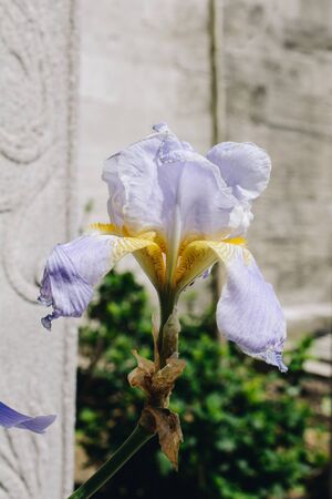 A beautiful blue and yellow flower on displayの写真素材