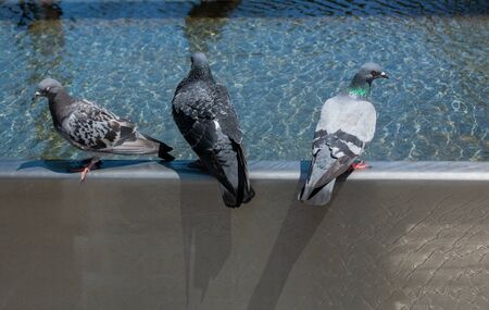 Thirsty pigeons drink water on a hot day at the fountainの写真素材