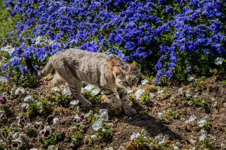 Domestic stray cat seen  outdoors with flowers