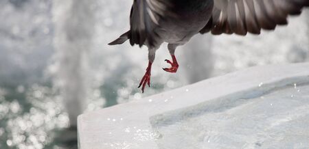 Lovely pigeon bird ,  city doves by live in an urban environmentの写真素材