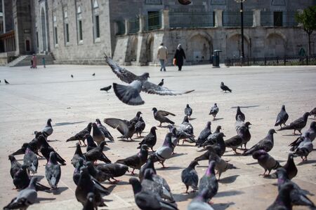 Lovely pigeon birds feed in an urban environmentの写真素材